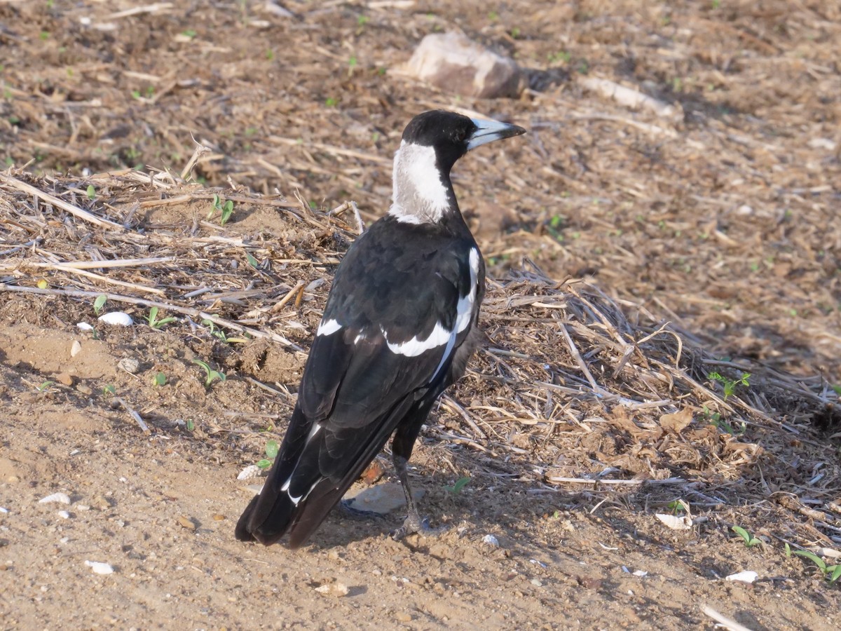 Australian Magpie - ML646630622