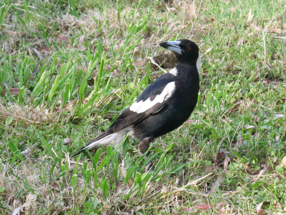 Australian Magpie - ML646630623