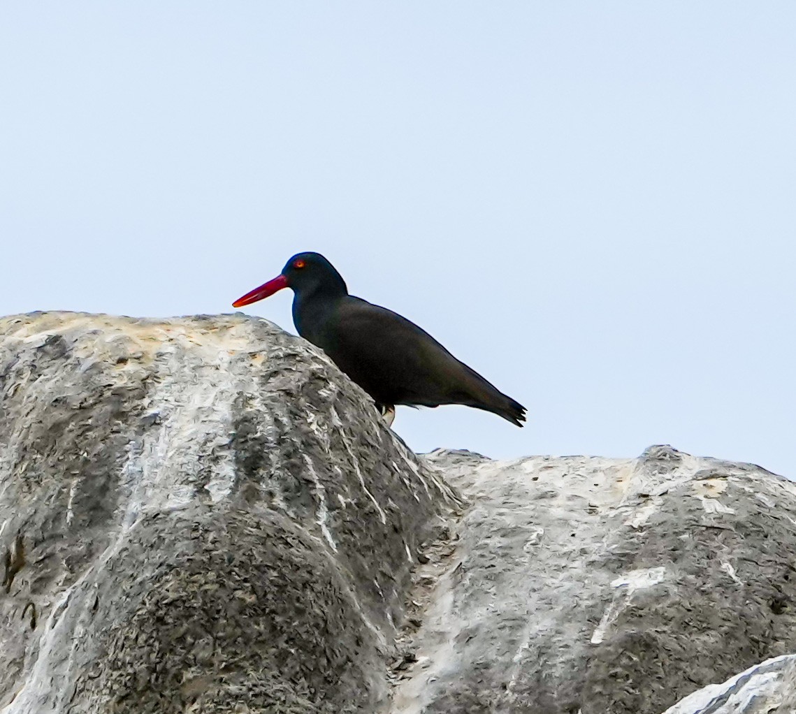 Blackish Oystercatcher - ML646630624