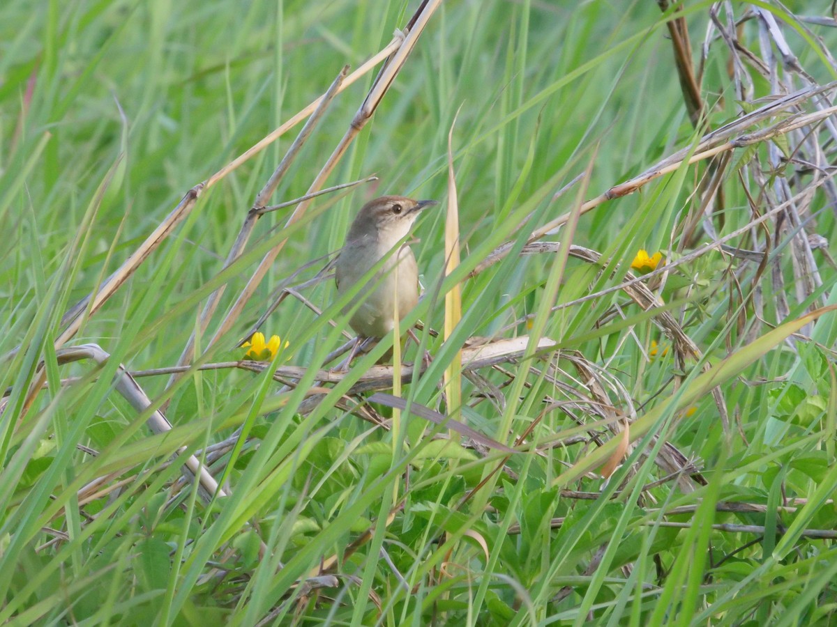 Tawny Grassbird - ML646630625