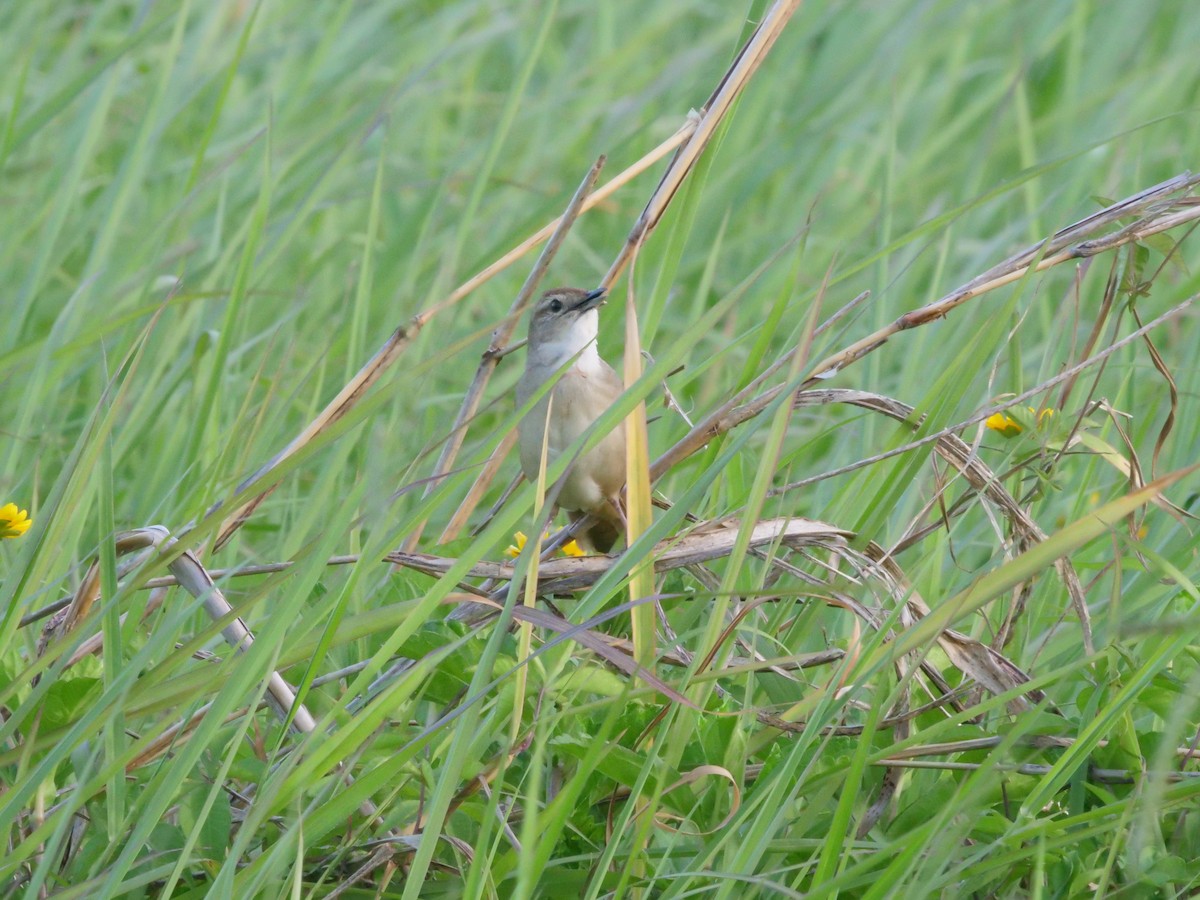Tawny Grassbird - ML646630626