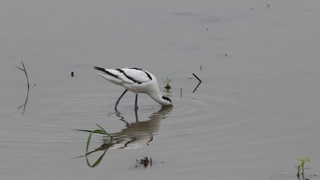 Pied Avocet - ML646630627