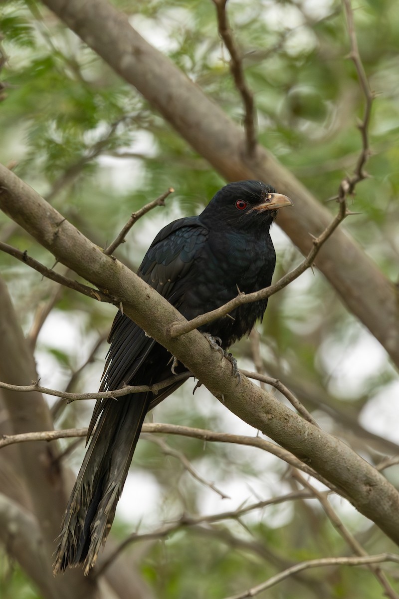 Asian Koel - ML646630628