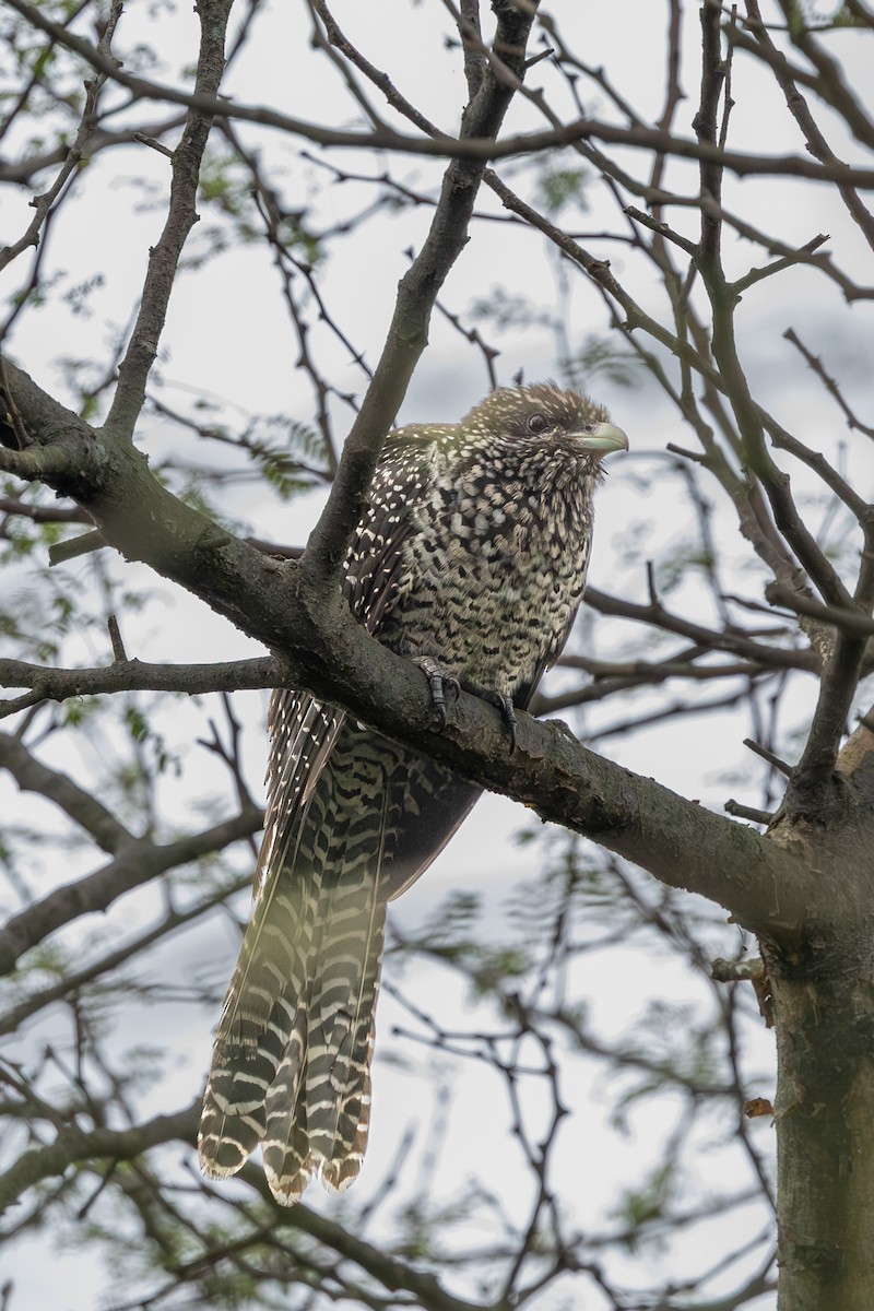 Asian Koel - ML646630629