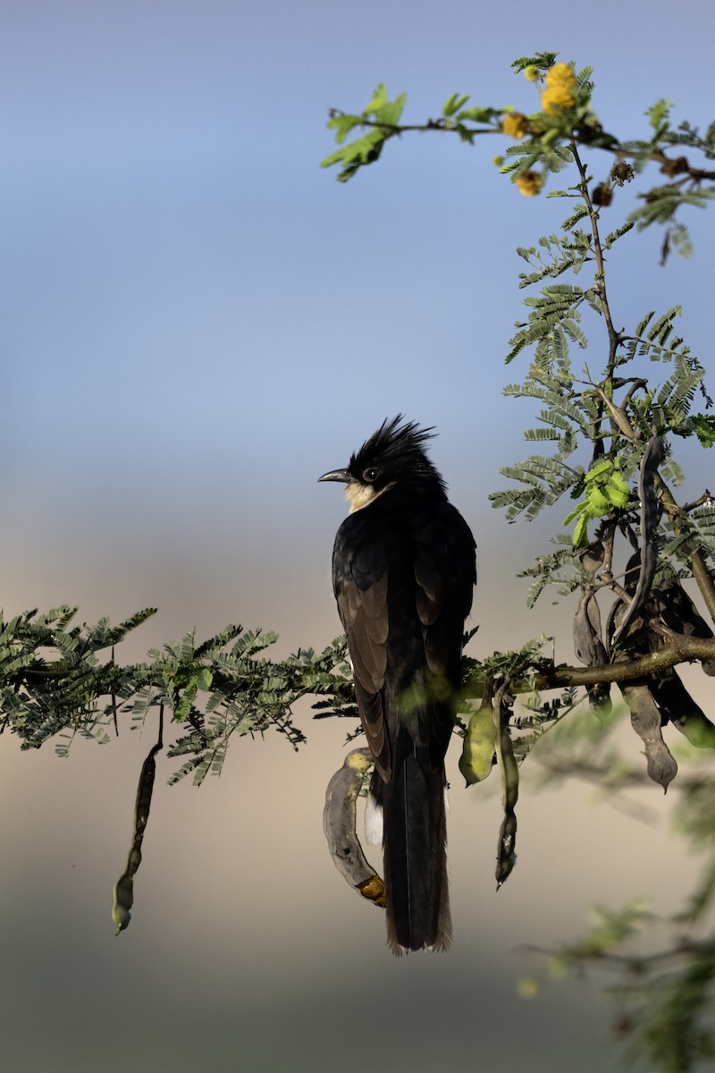 קוקיה עקודה - ML646630630