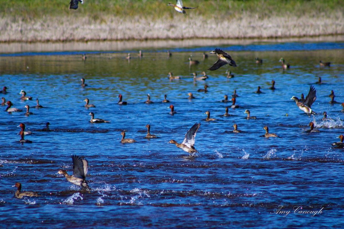 Redhead - ML646630631