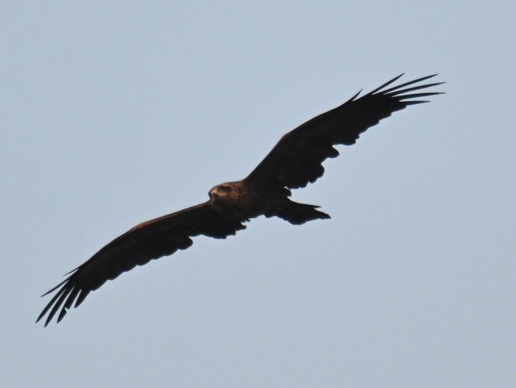 Black Kite - ML646630632