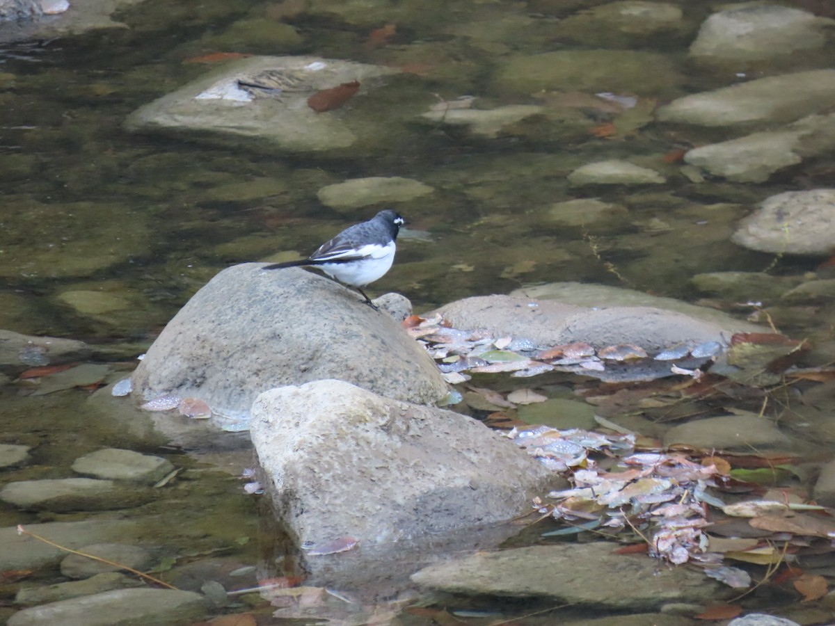 Japanese Wagtail - ML646630633
