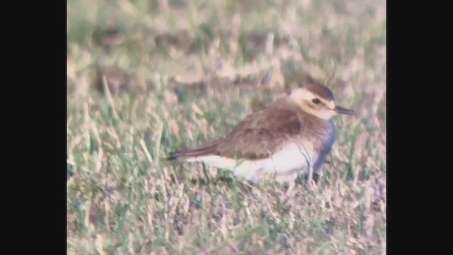 東方紅胸鴴 - ML646630634