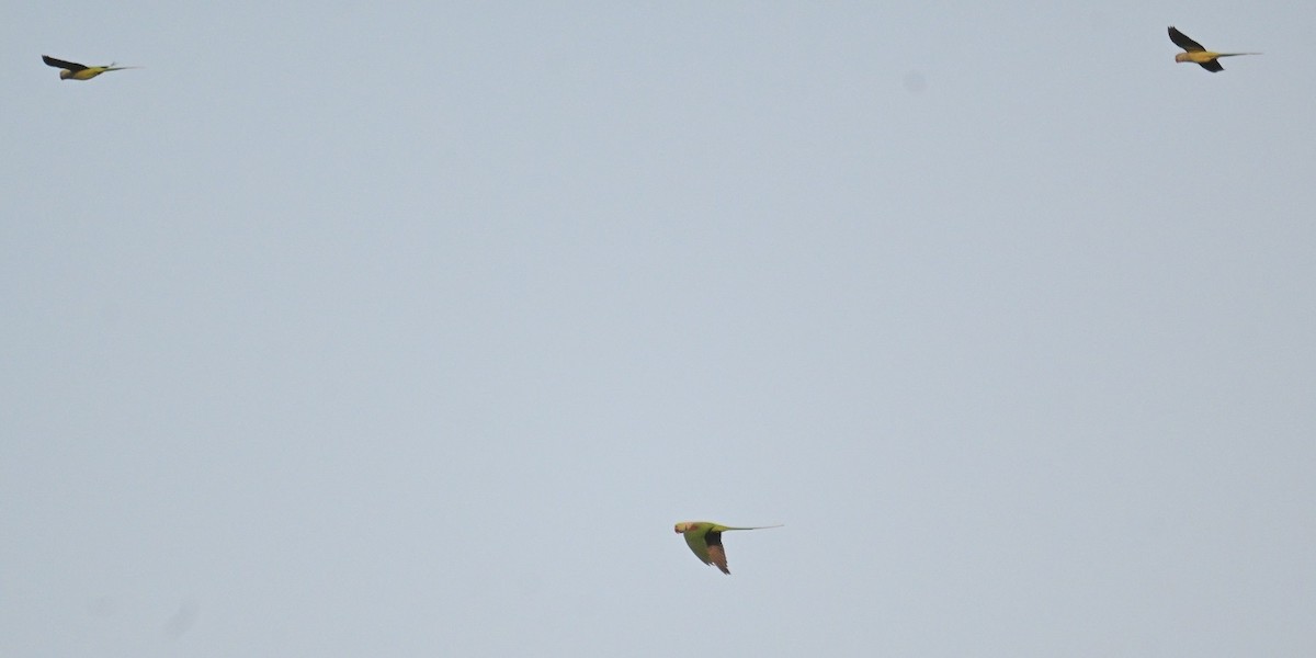 Alexandrine Parakeet - ML646630636