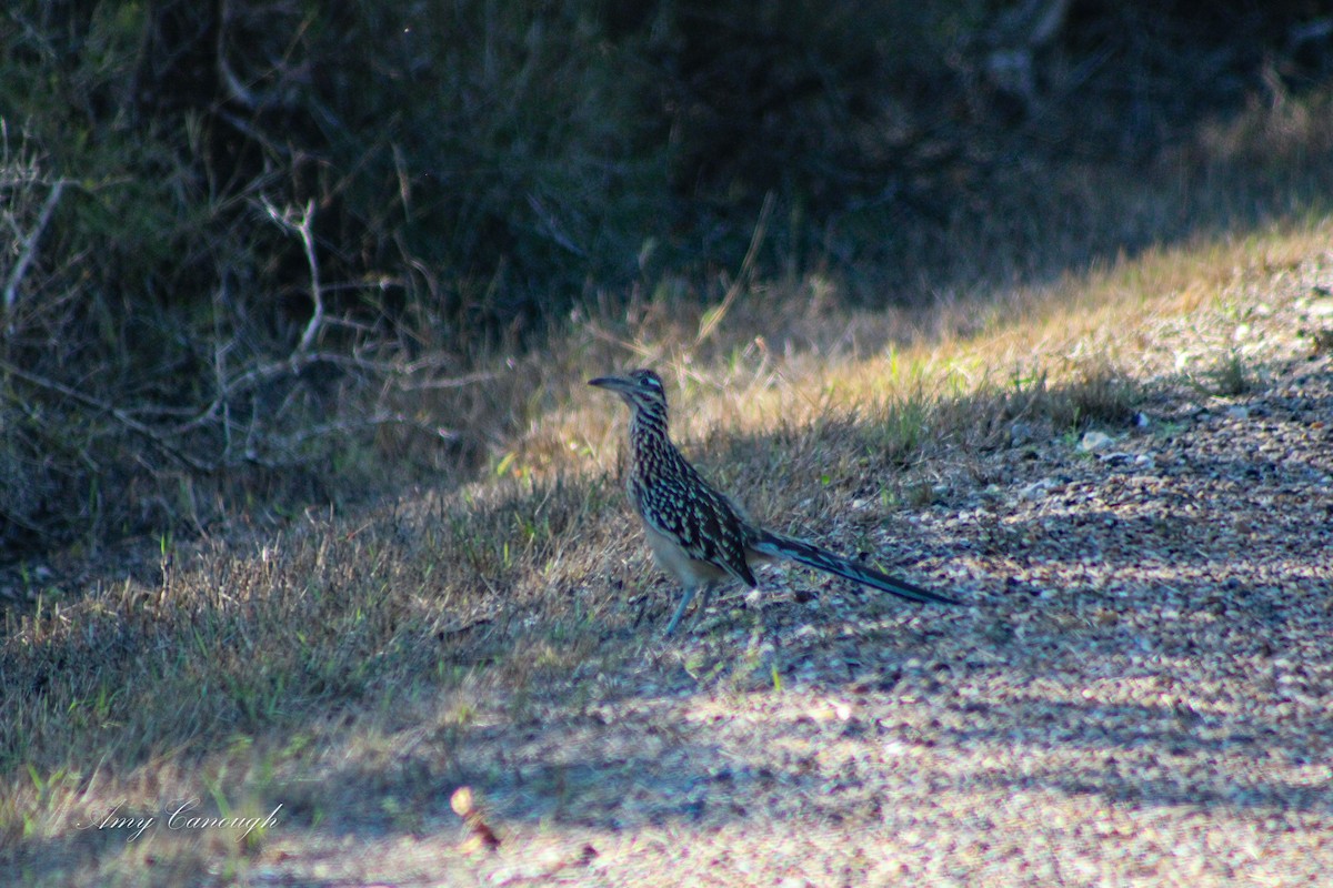 Greater Roadrunner - ML646630638
