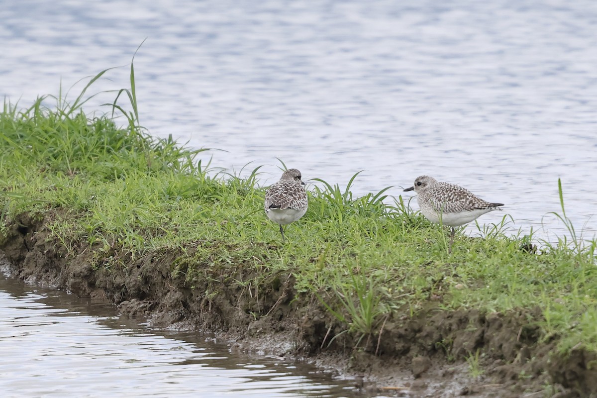 Black-bellied Plover - ML646630640