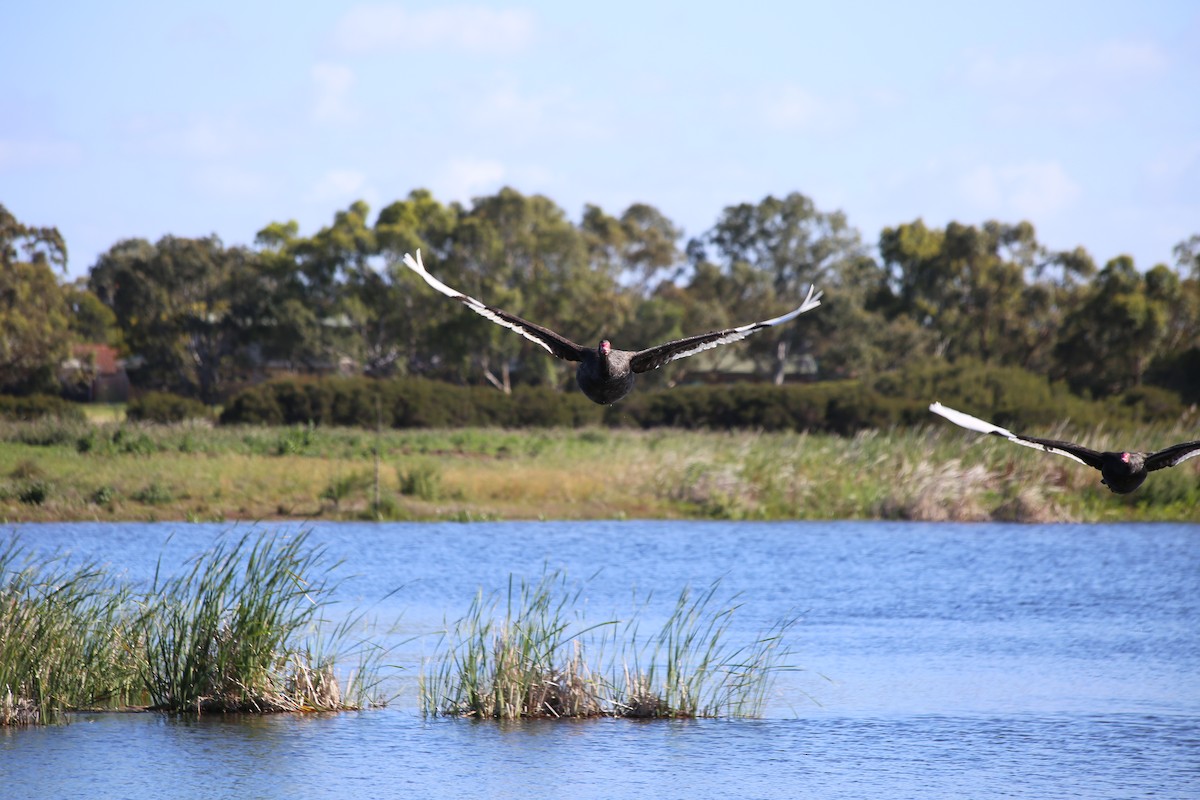 Beltxarga beltza - ML646630641