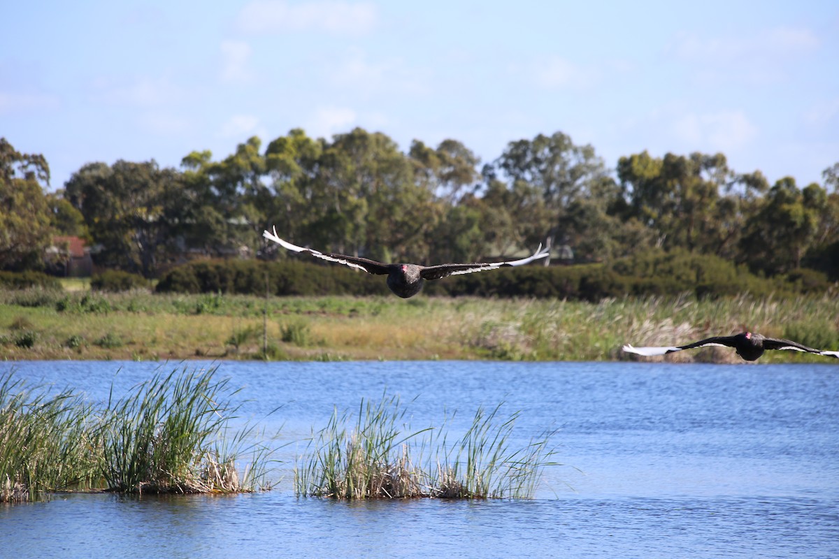 Beltxarga beltza - ML646630642