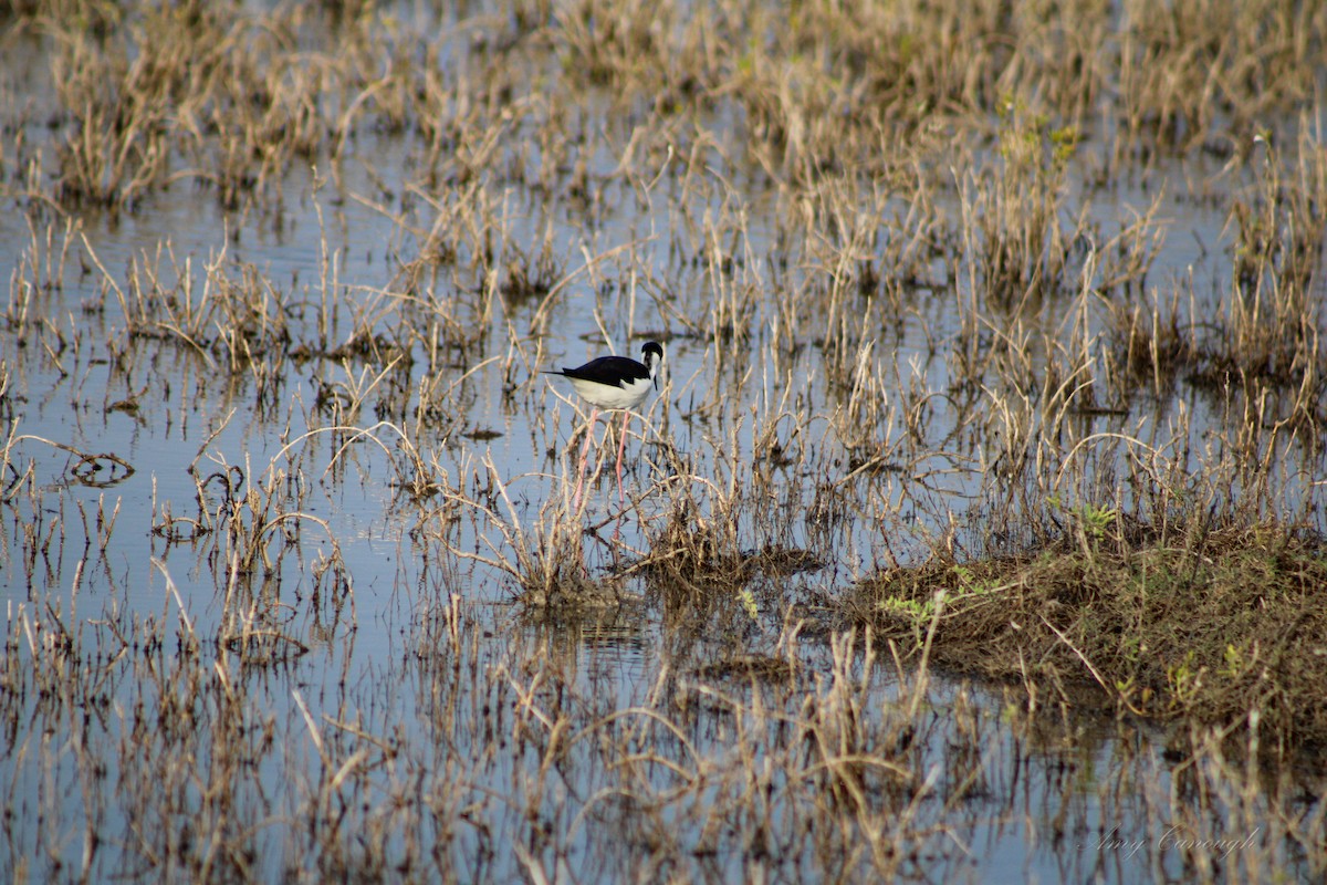 Black-necked Stilt - ML646630643