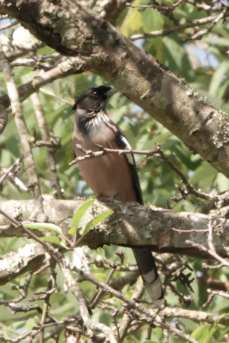 Kara Başlı Alakarga - ML646630644