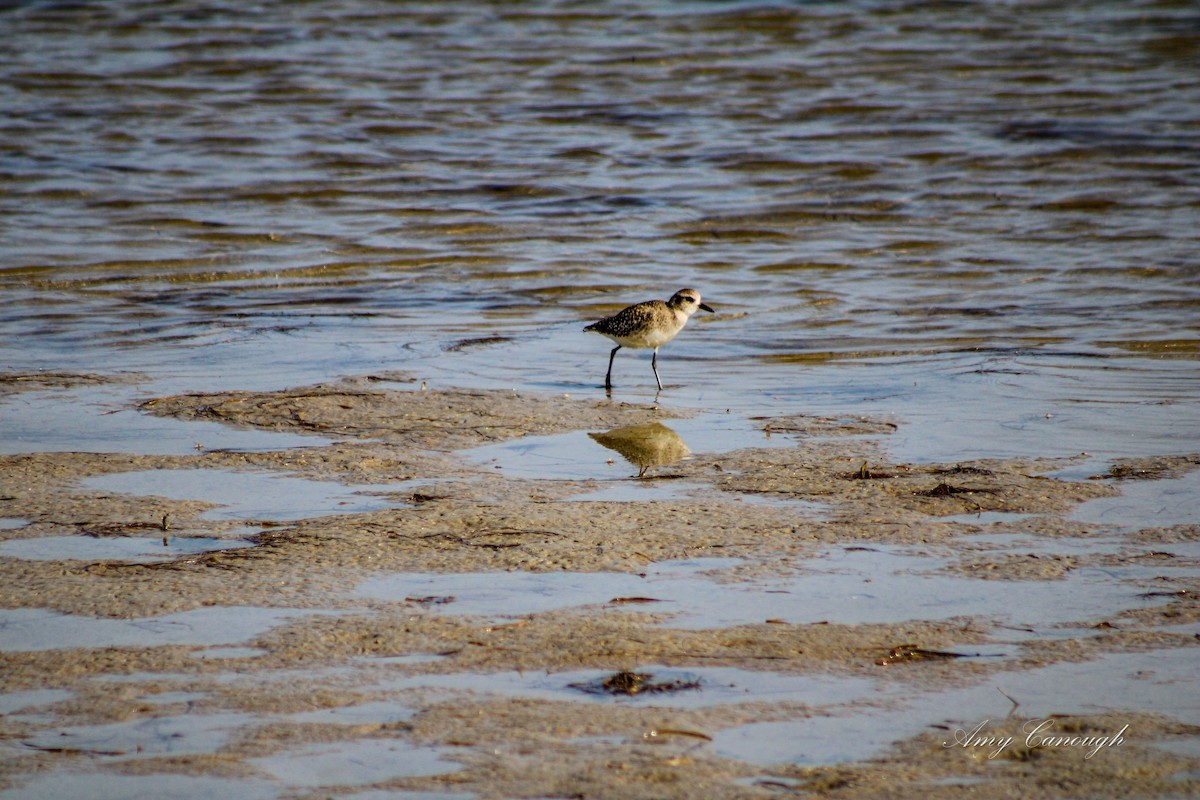 Black-bellied Plover - ML646630647