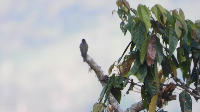 Western Wood-Pewee - ML646630648