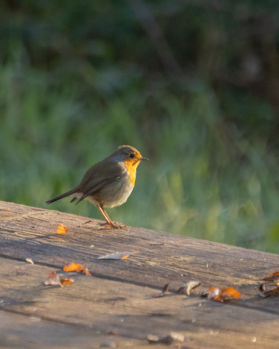 European Robin - ML646630649