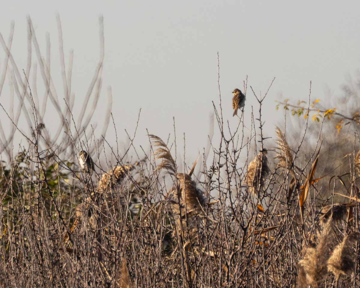 Reed Bunting - ML646630651