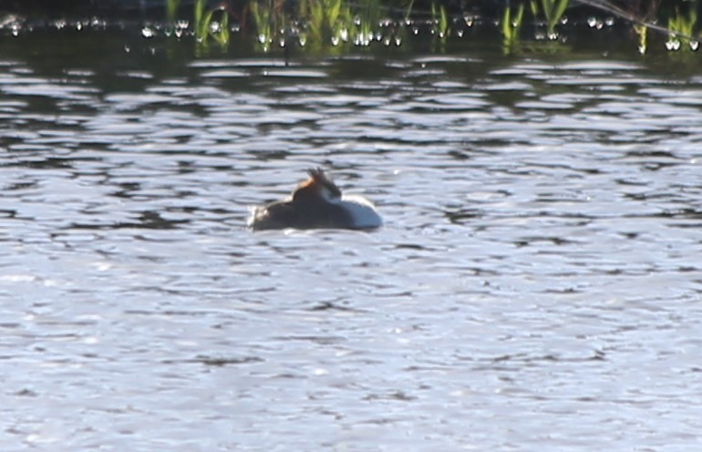 Murgil mottoduna - ML646630652