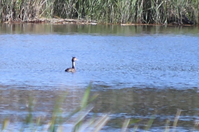 Murgil mottoduna - ML646630653