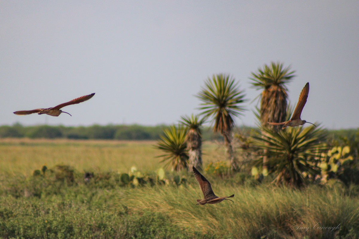 Long-billed Curlew - ML646630654