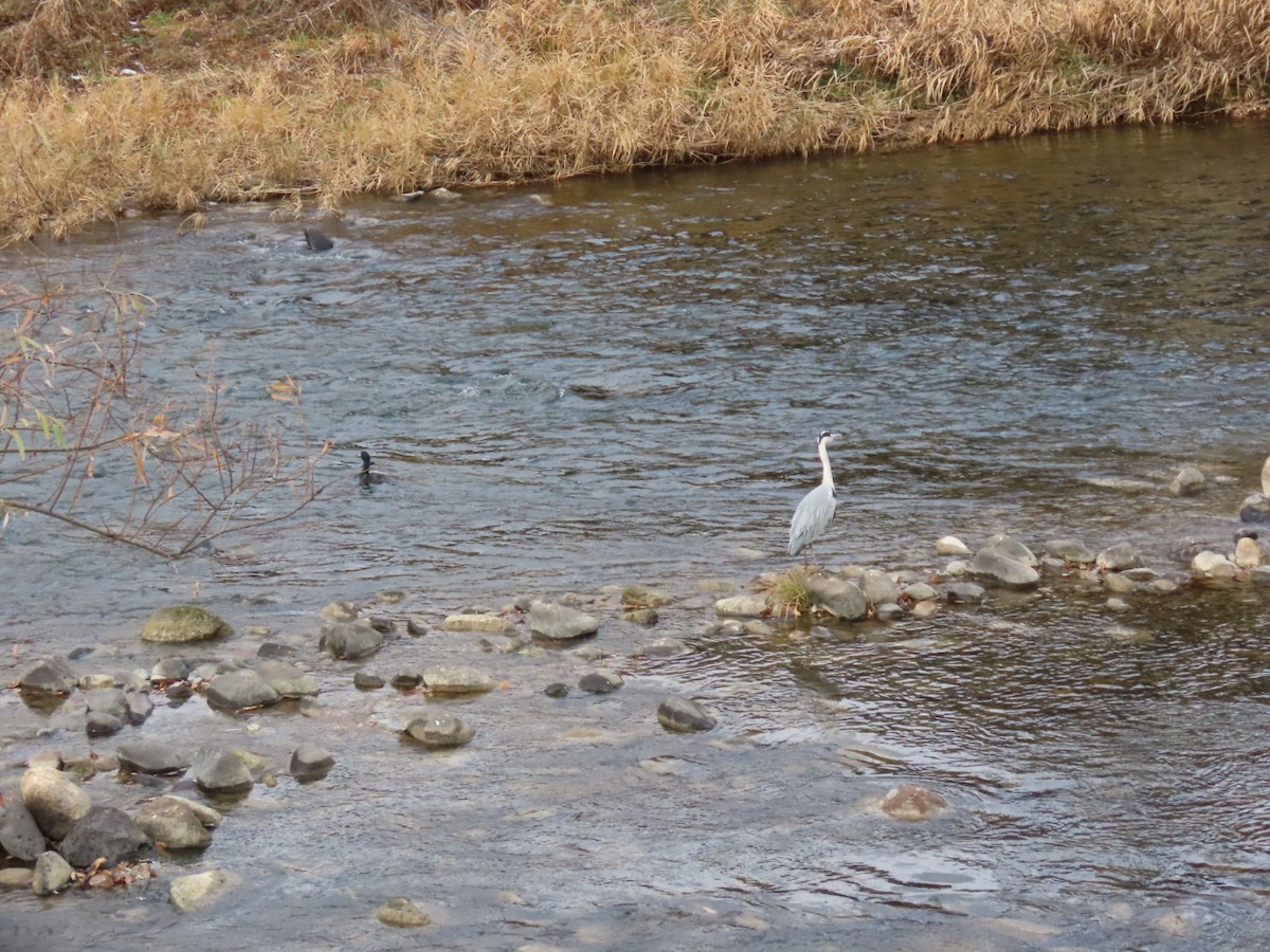 Gray Heron - ML646630656