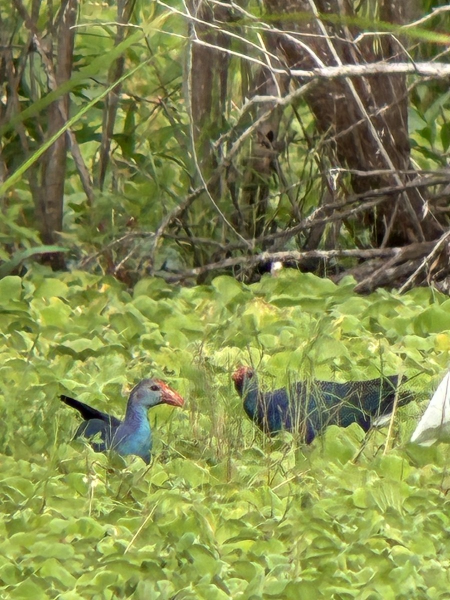Султанка сіроголова - ML646630664