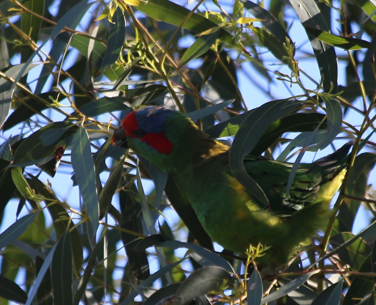 Musk Lorikeet - ML646630668