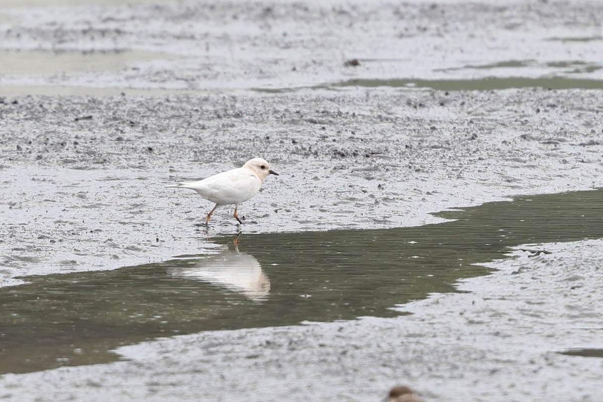 Little Ringed Plover - ML646630669