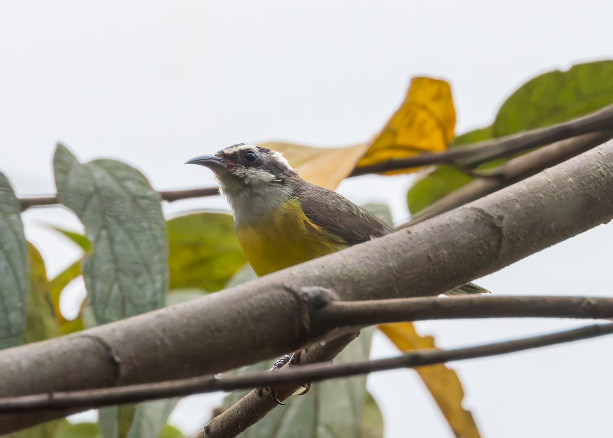 Zuckervogel - ML646630673