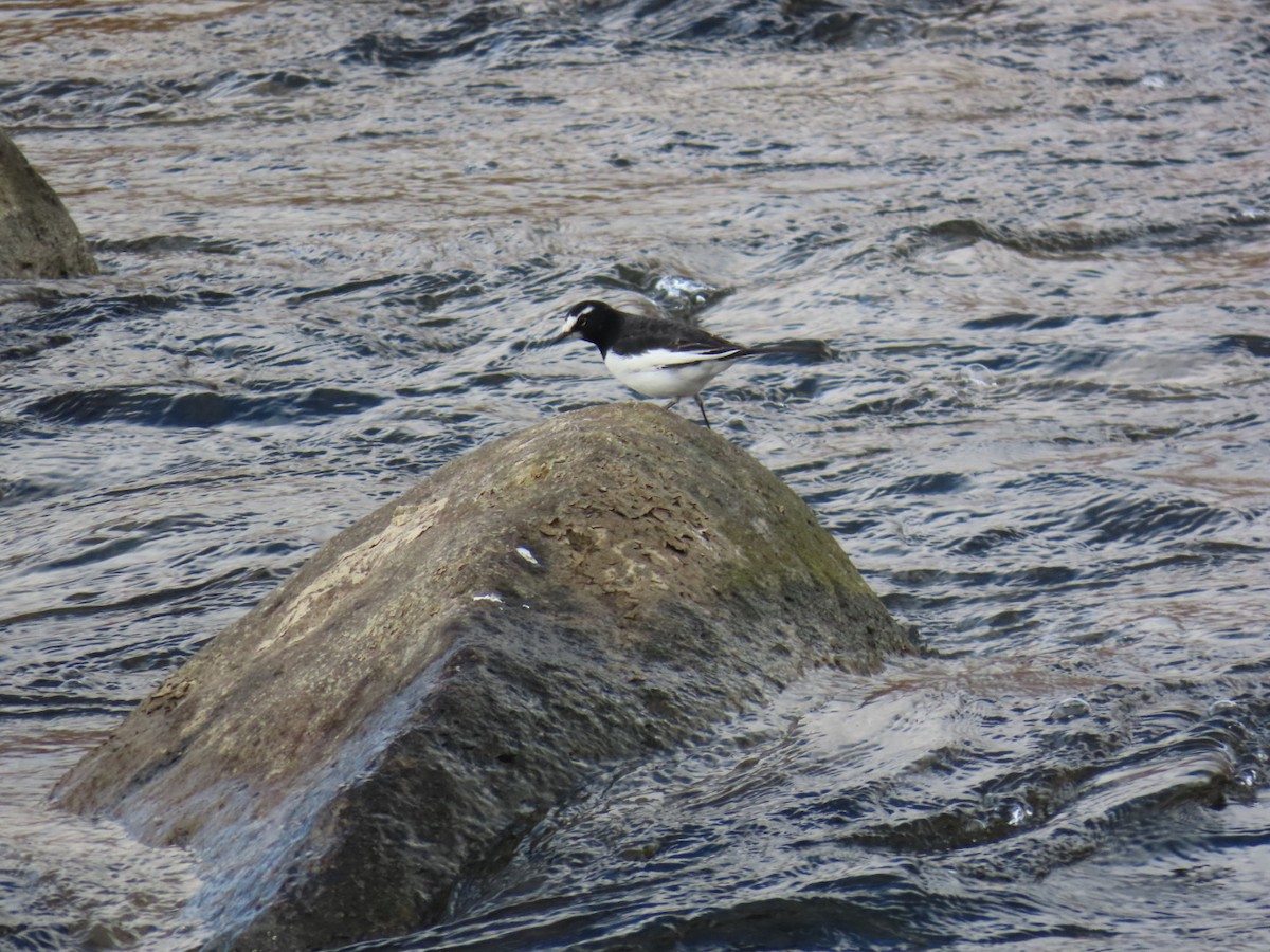Japanese Wagtail - ML646630674
