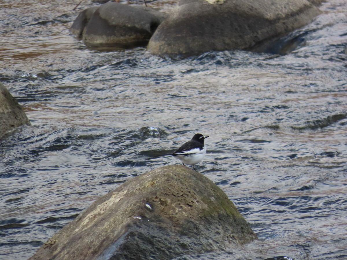 Japanese Wagtail - ML646630675