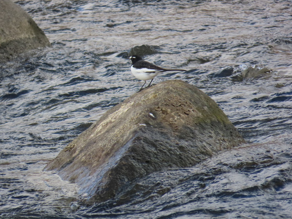 Japanese Wagtail - ML646630676