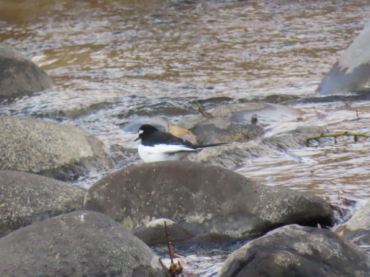 Japanese Wagtail - ML646630677