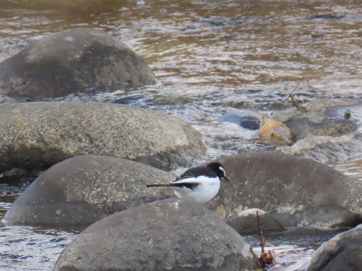 Japanese Wagtail - ML646630678