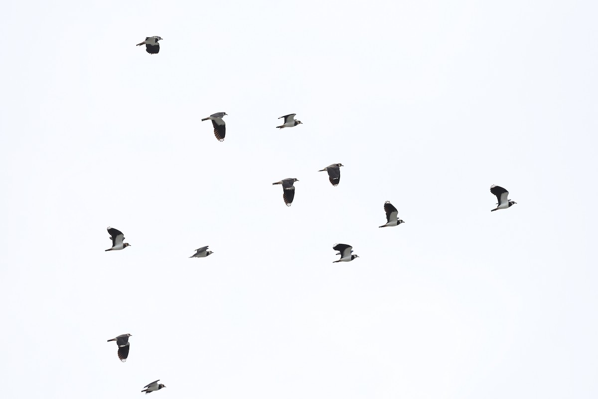 Northern Lapwing - ML646630690