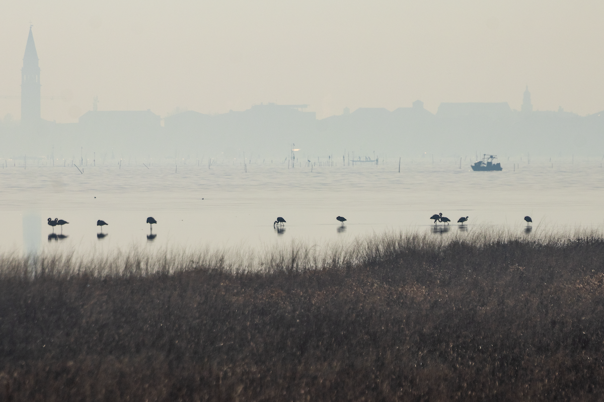 Greater Flamingo - ML646630691