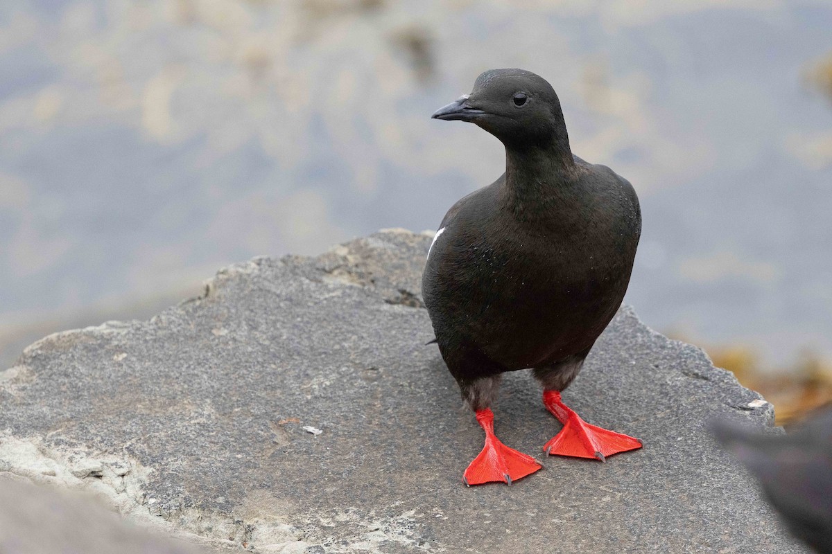 ハジロウミバト - ML646630692