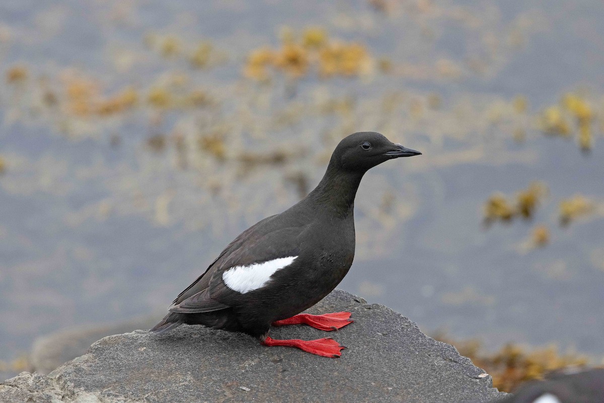 ハジロウミバト - ML646630693