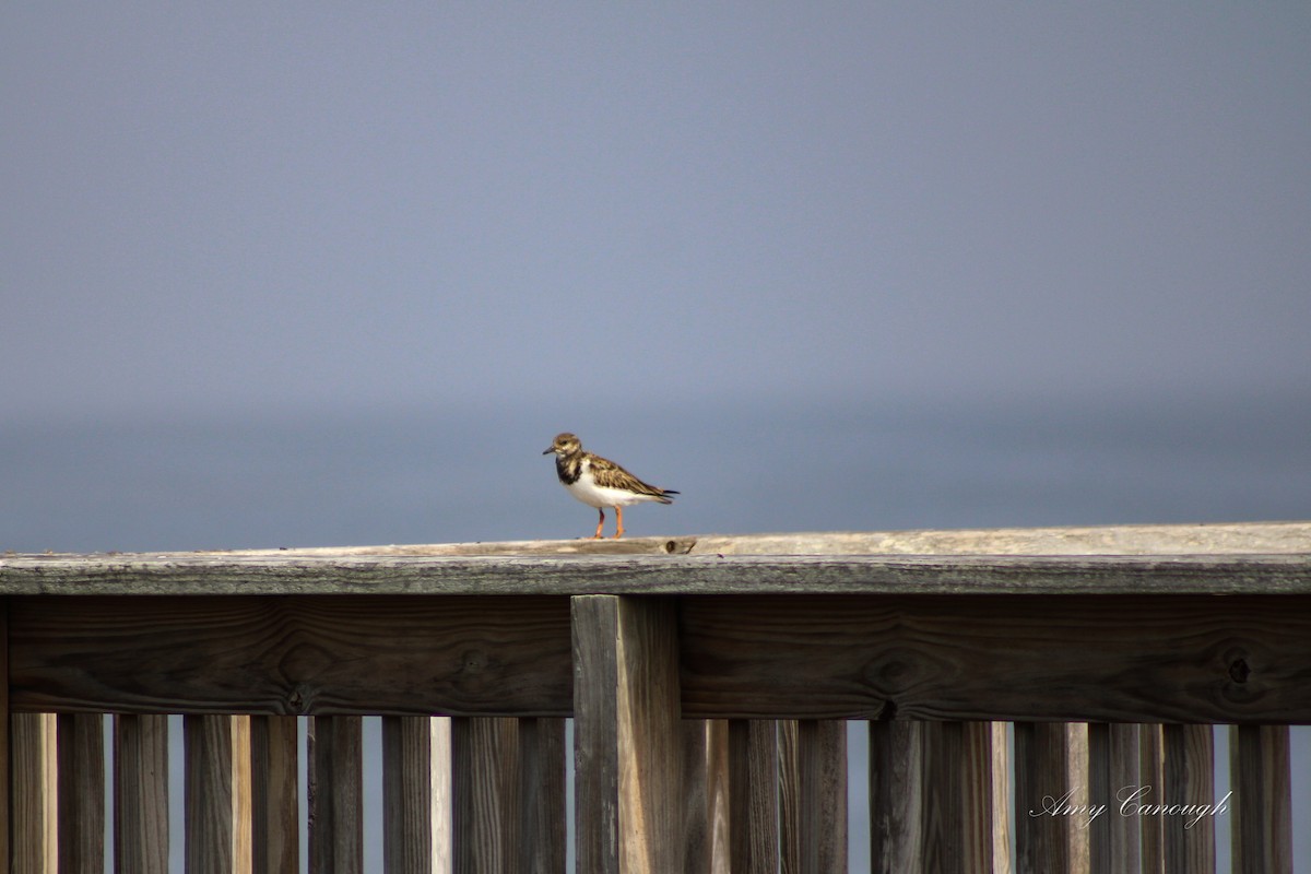 Ruddy Turnstone - ML646630696