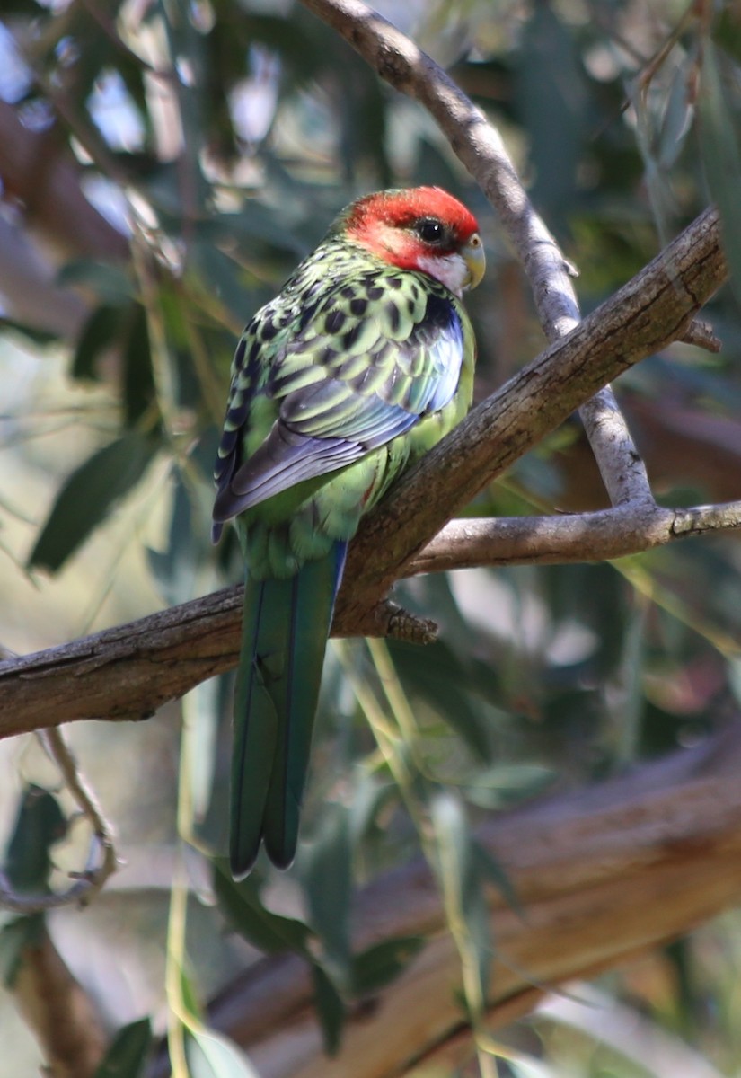 Rosella orientale - ML646630697