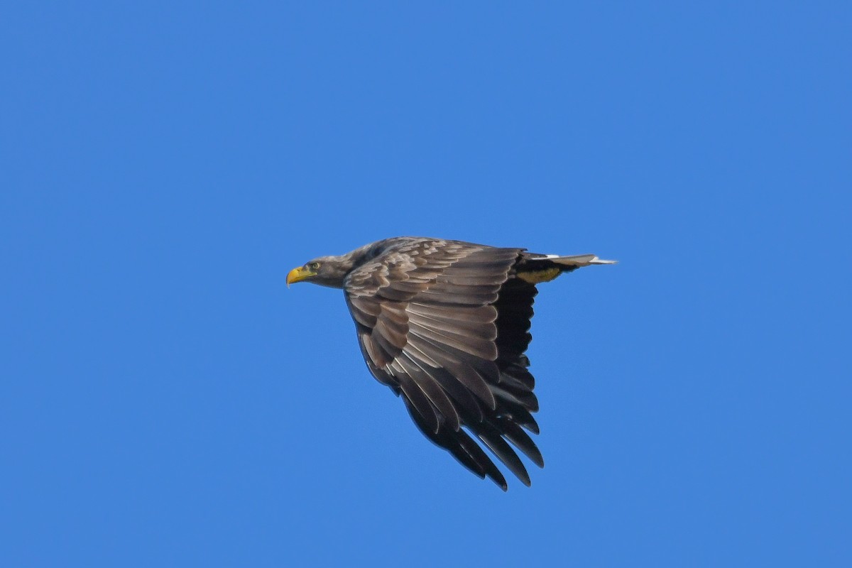 White-tailed Eagle - ML646630698