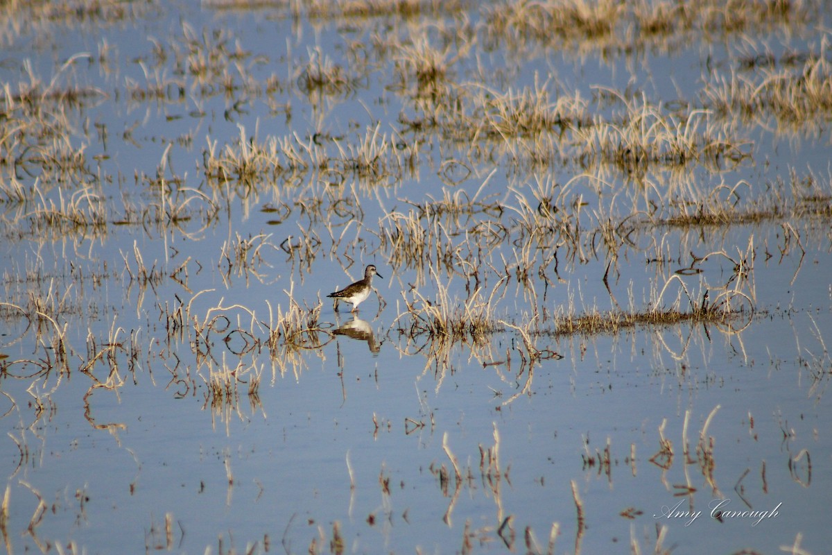 Stilt Sandpiper - ML646630703