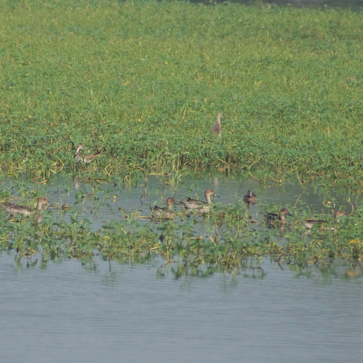 尖尾鴨 - ML646630704