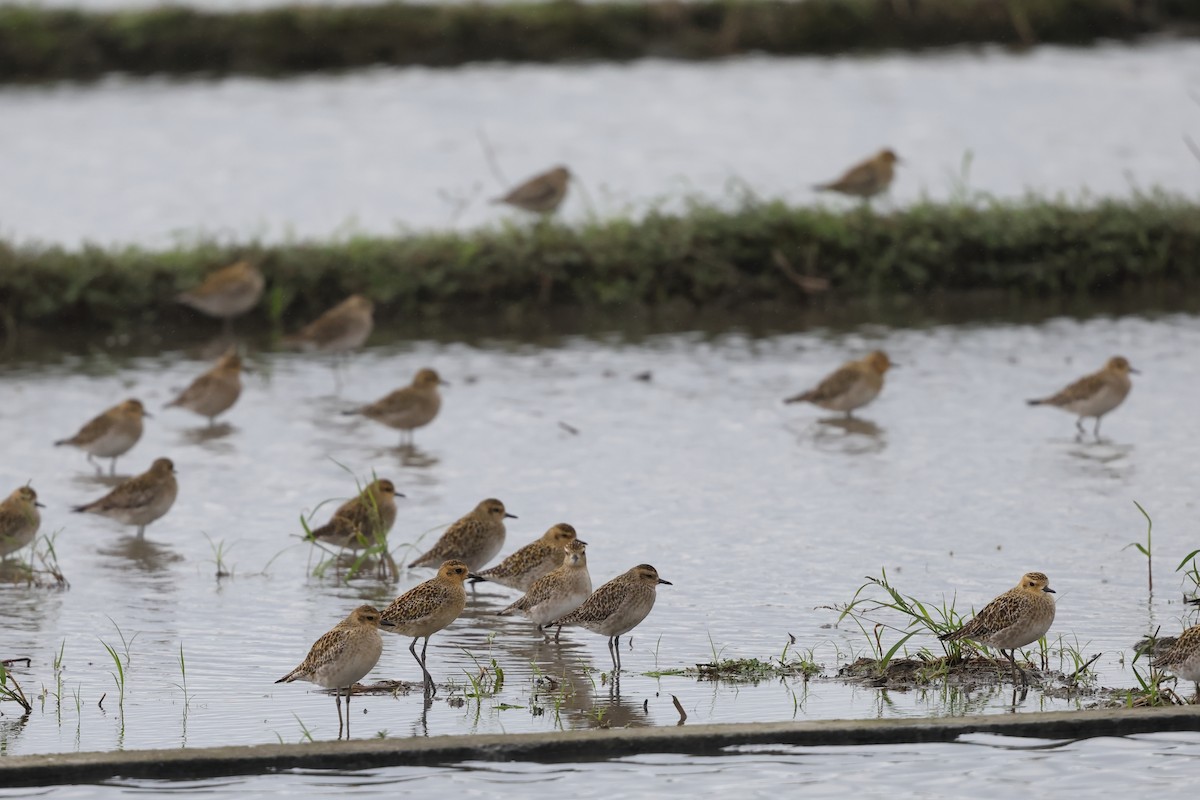 Pacific Golden-Plover - ML646630706