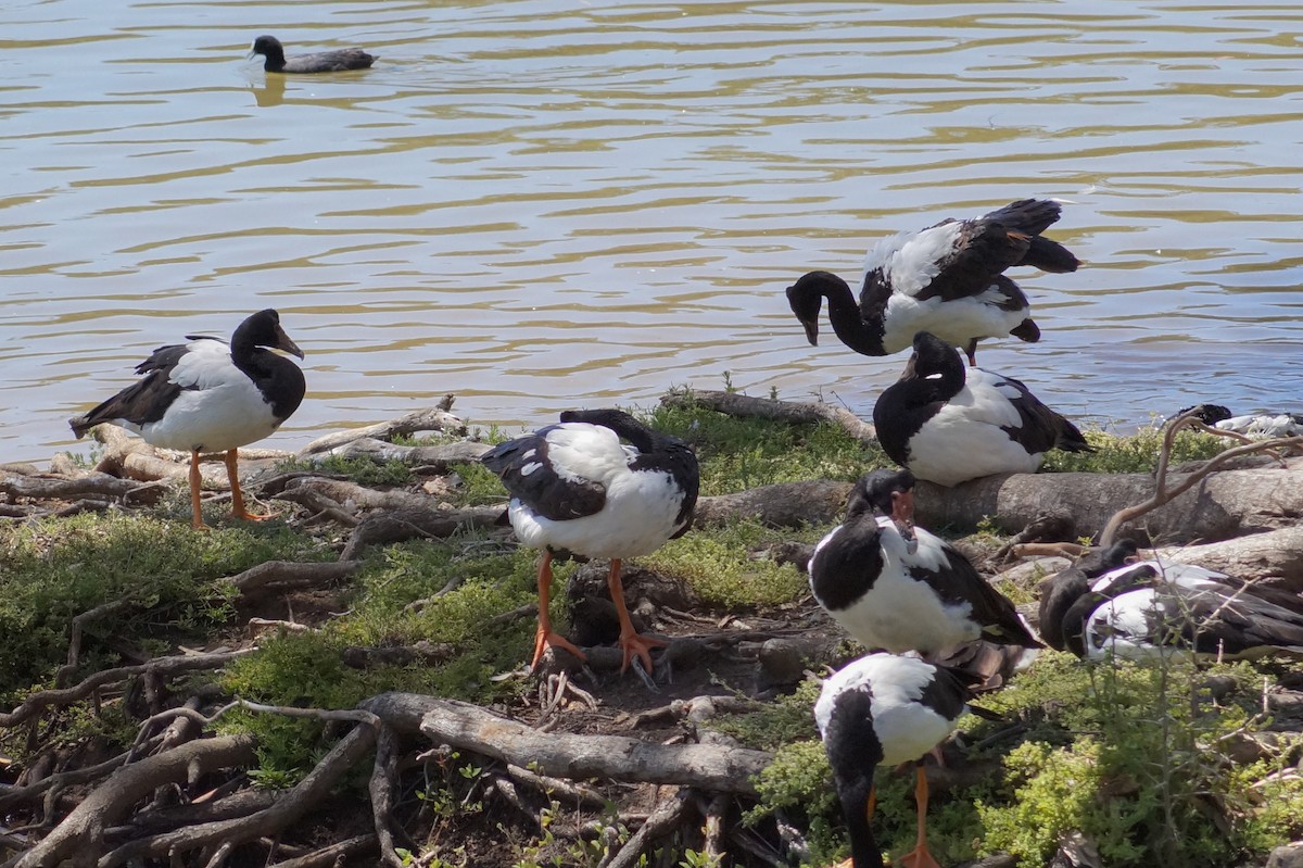 Magpie Goose - ML646630707