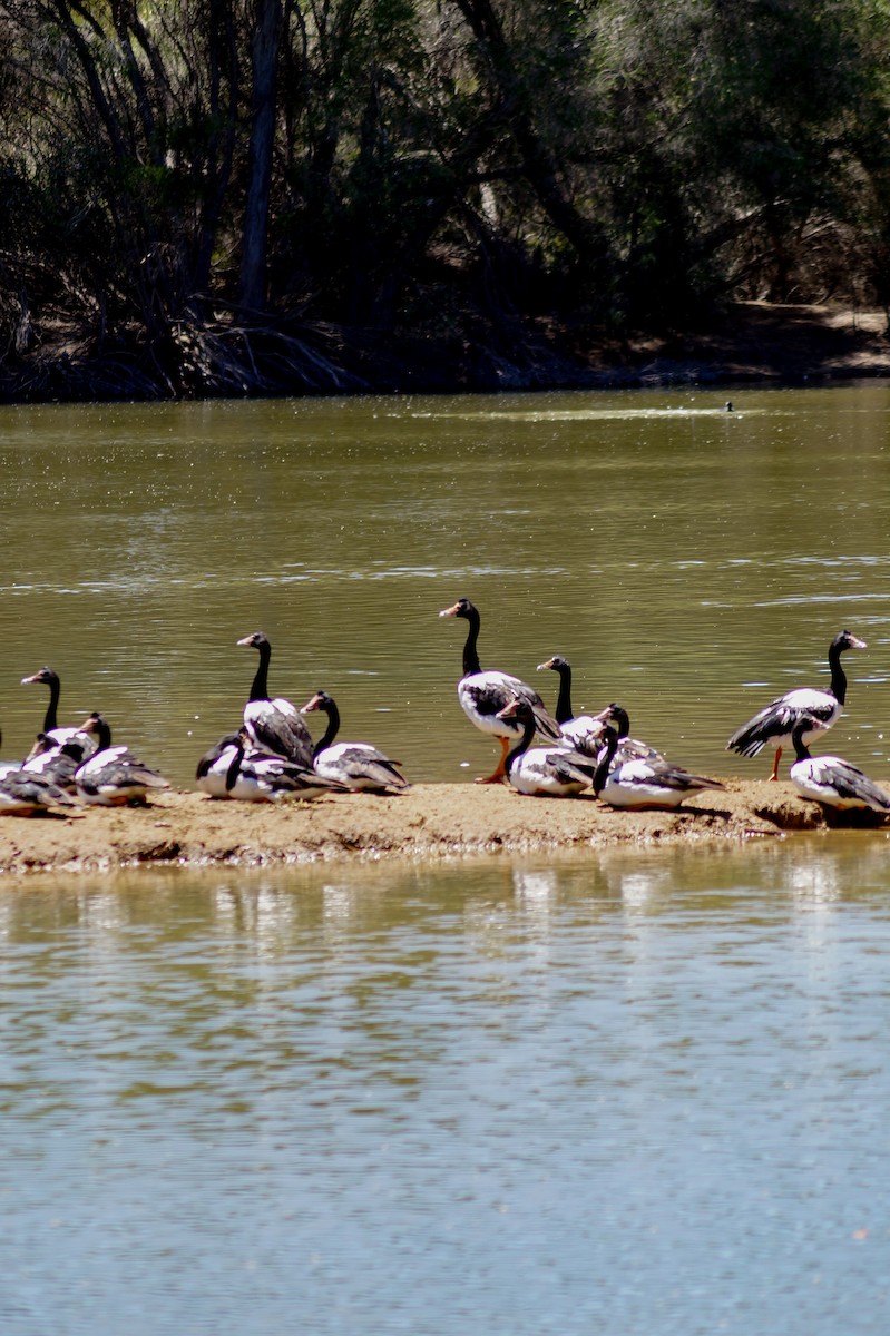 Magpie Goose - ML646630708