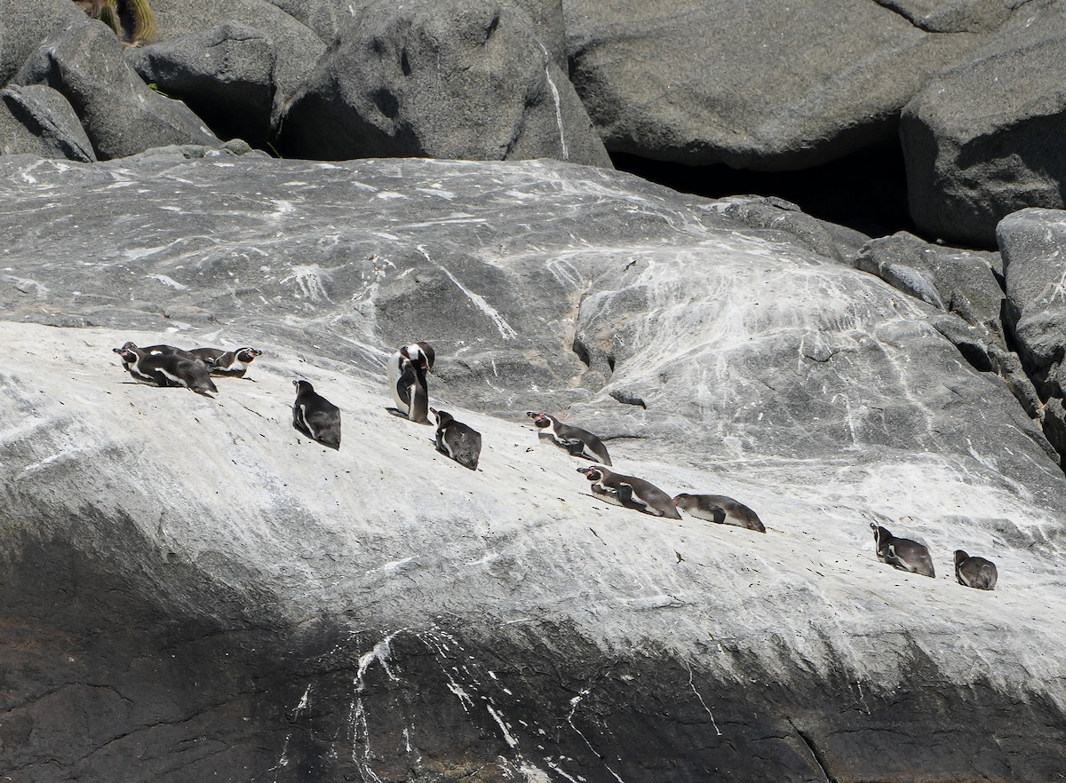 Humboldt Penguin - ML646630709